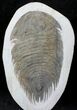 Huge Gigantopygus Trilobite - Issafen, Morocco #20323-1